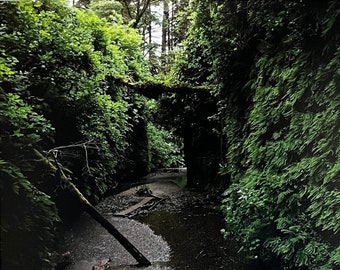 Fern Canyon, Humboldt County, California. Unique Fine Art Photographic Matted Print by Philip Rowntree.