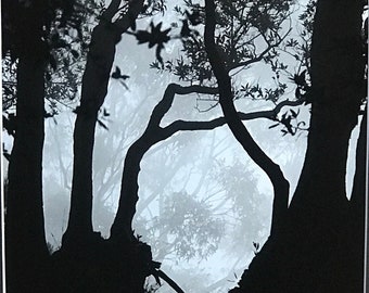 Grizzly Peak - Misty Trees, Berkeley, California. Unique Fine Art Photographic Matted Print by Philip Rowntree.