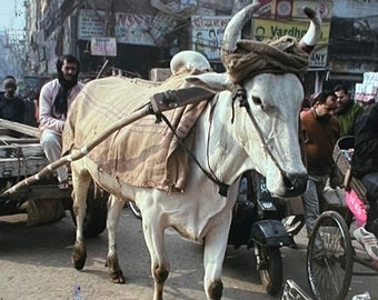 Ox, Sadar Bazar - Late 90's, Old Delhi, India. Unique Fine Art Photographic Matted Print by Philip Rowntree.