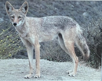 Wile E. Coyote, Highway 1, Stinson, California. Unique Fine Art Photographic Matted Print by Philip Rowntree.