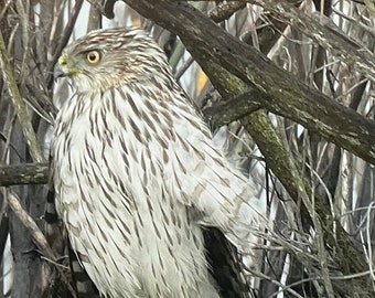 Cooper's Hawk (Accipiter cooperii), Berkeley, California. Unique Fine Art Matted Photographic Print by Philip Rowntree.