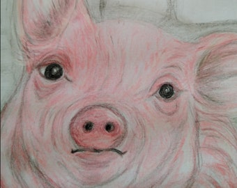 colour pencil hand drawn pig peeking over his pen in the farm