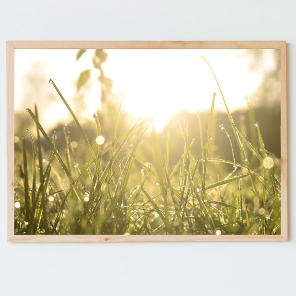 art photography green nature grass raindrops diamond sunshine morning sun golden sun print wall poster nature