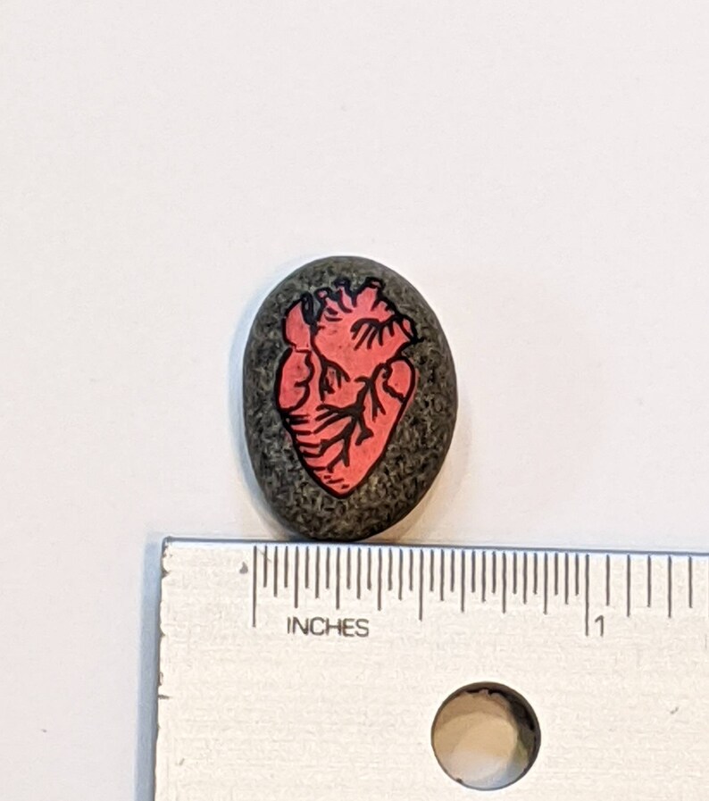 Anatomical Heart Rock
