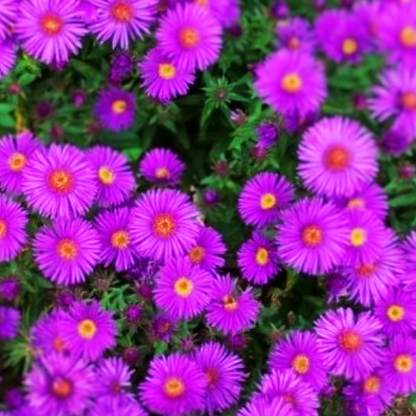 Inglaterra ASTER Purple Perennial Heirloom Fall Non-GMO 500 Semillas fácil de cultivar jardín plantando pleno sol crecimiento rápido envío rápido