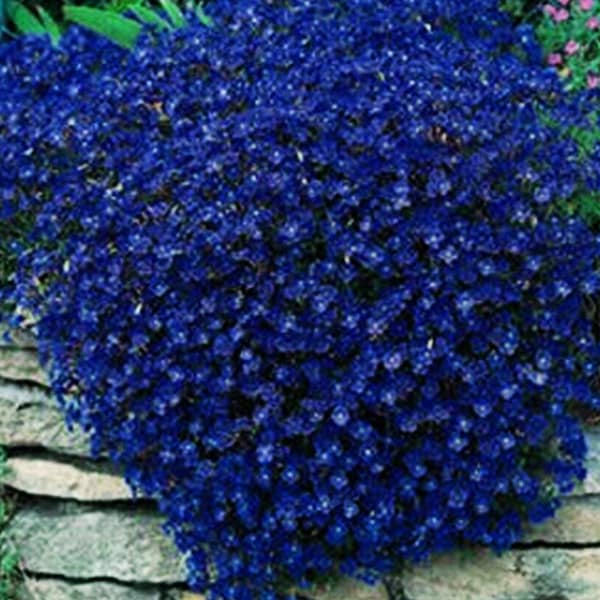 Rock Cress Cascading Blue 50 Samen Staude Aubrieta Hybrida Superbissima, einfach anzubauen, Gartenpflanzung, volle Sonne, schnelles Wachstum, schneller Versand