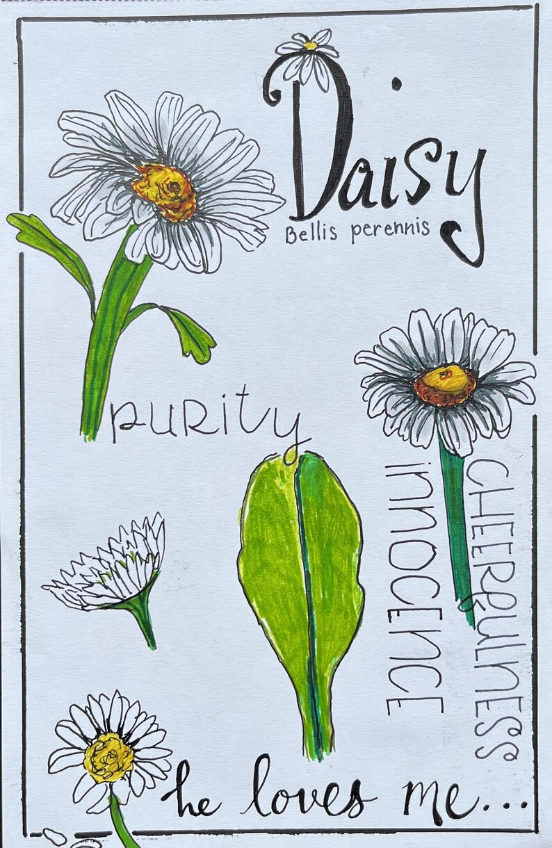 Daisy Original Pen and Ink Drawing - Etsy