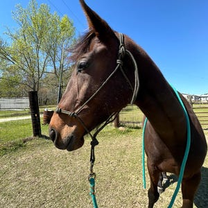 Paracord Horse Rope Halters