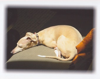 Italian Greyhound photo blank greeting card