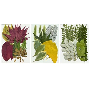 Fleurs séchées pressées I Décoration florale I Fleurs séchées en résine faites main I Feuilles de fougère séchées I Activité pour le visage I Décoration de mariage