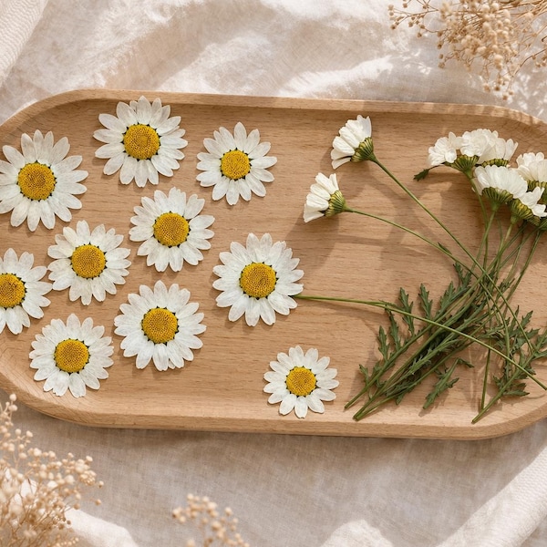 Pressed Daisy Flowers (20 pcs) – April Birth Flower