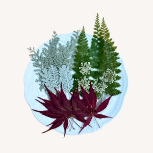 Pressed Dried Flowers: Natural Fern Leaves, Resin Crafts