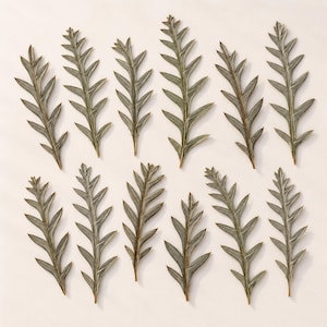 May include: A collection of twelve dried, serrated leaves arranged in two rows. Each leaf features a central stem with alternating, pointed, triangular segments in a muted, dusty sage green colour with subtle brown undertones along the edges.