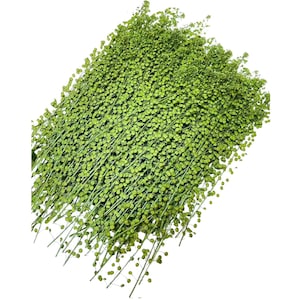 May include: A collection of fresh, bright green dried flowers. The stems are slender and delicate, with small, round, clustered buds. The overall texture is dense and full, creating a vibrant, natural aesthetic. Suitable for floral arrangements and crafts.