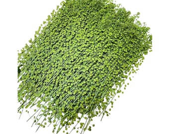 Dried Virginia Pepperweed: Edible Greenery, Cake & Cocktail Decor