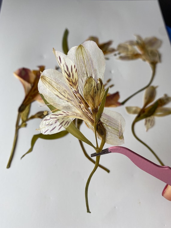 Gepresste Lilien Blumen 8Stk | Echte getrocknete Alstroemeria für Resin Art, Kerzenherstellung, Scrapbooking