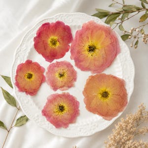 May include: Six pressed flowers in shades of pink, coral, and yellow with visible dark centres arranged on a white scalloped ceramic plate. The flowers vary in size and display delicate, translucent petals with natural textures and organic shapes.