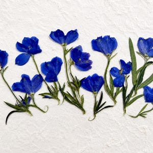 May include: A collection of pressed blue flowers with delicate petals and green stems arranged horizontally. The vibrant blue blossoms feature five petals each, accompanied by slender green leaves, all displayed against a textured white background.