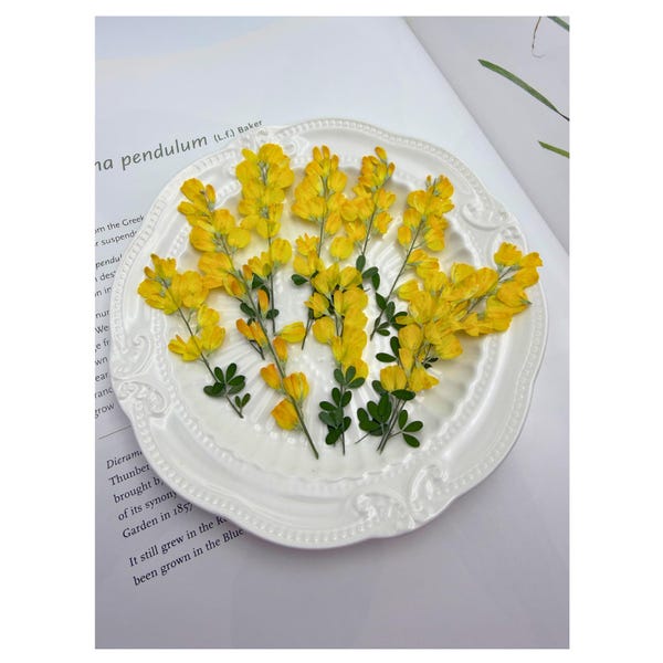 12 Stück winzige gelbe gepresste Wildblumen | Echte Getrocknete Blumen für Resin Schmuck Kuchen Dekor