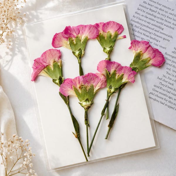 Gepresste Geburt Nelken | Januar | 6 Stück Natürliche Gepresste Blumen für Kuchen- & Kerzendekor
