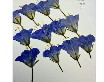 May include: A collection of ten pressed blue bell-shaped flowers with visible green stems and yellow stamens arranged on a white surface. The text "inal; the low-green like and hairs;" is partially visible in the upper right corner of the image.