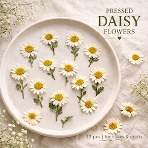 May include: Pressed daisy flowers with white petals and yellow centres are arranged on a white plate. The text "PRESSED DAISY FLOWERS" is displayed above the flowers. The caption also includes the text "12 pcs | for cakes & crafts."