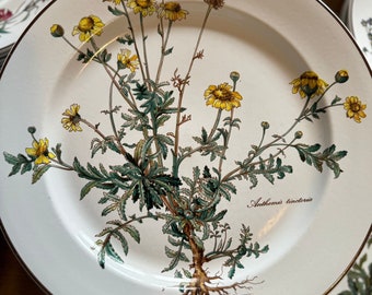 Villeroy & Bosch (Vintage) Dinner Plate 24cm Anthemis Tinctoria