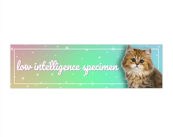 Kitten "Low Intelligence Specimen" Bumper Stickers