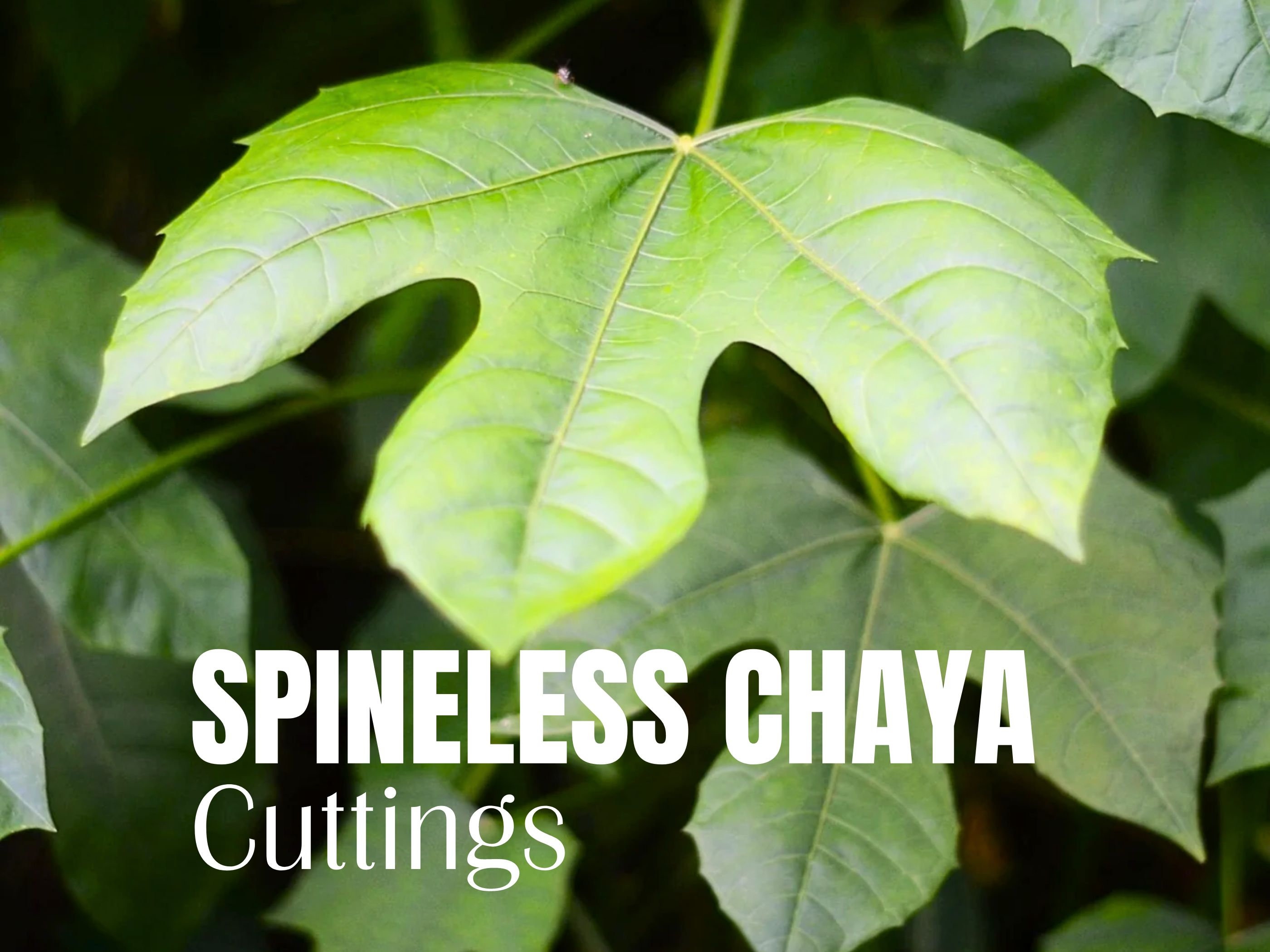 Chaya Leaves - Etsy