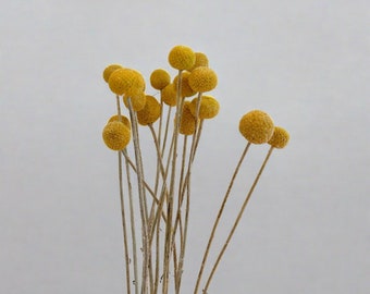 Craspedian | L'expression Dried Flower Arrangement | Home Decoration | Gifts | 10 Stems Bunch