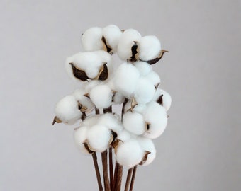 Cotton | L'expression Dried Flower Arrangement | Home Decoration | Gifts | 10 Stems Bunch