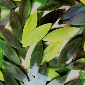Green Leaves Mix, SMALL Glass Petals for Mosaics or Stained Glass