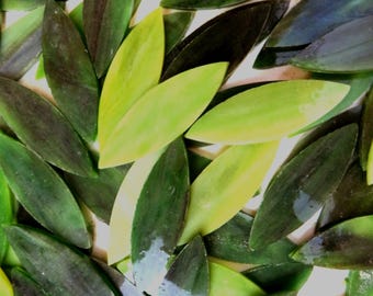 Green Leaves Mix, SMALL Glass Petals for Mosaics or Stained Glass