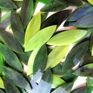 Green Leaves Mix, SMALL Glass Petals for Mosaics or Stained Glass, Available in Quantities of 24 or 48 Petals