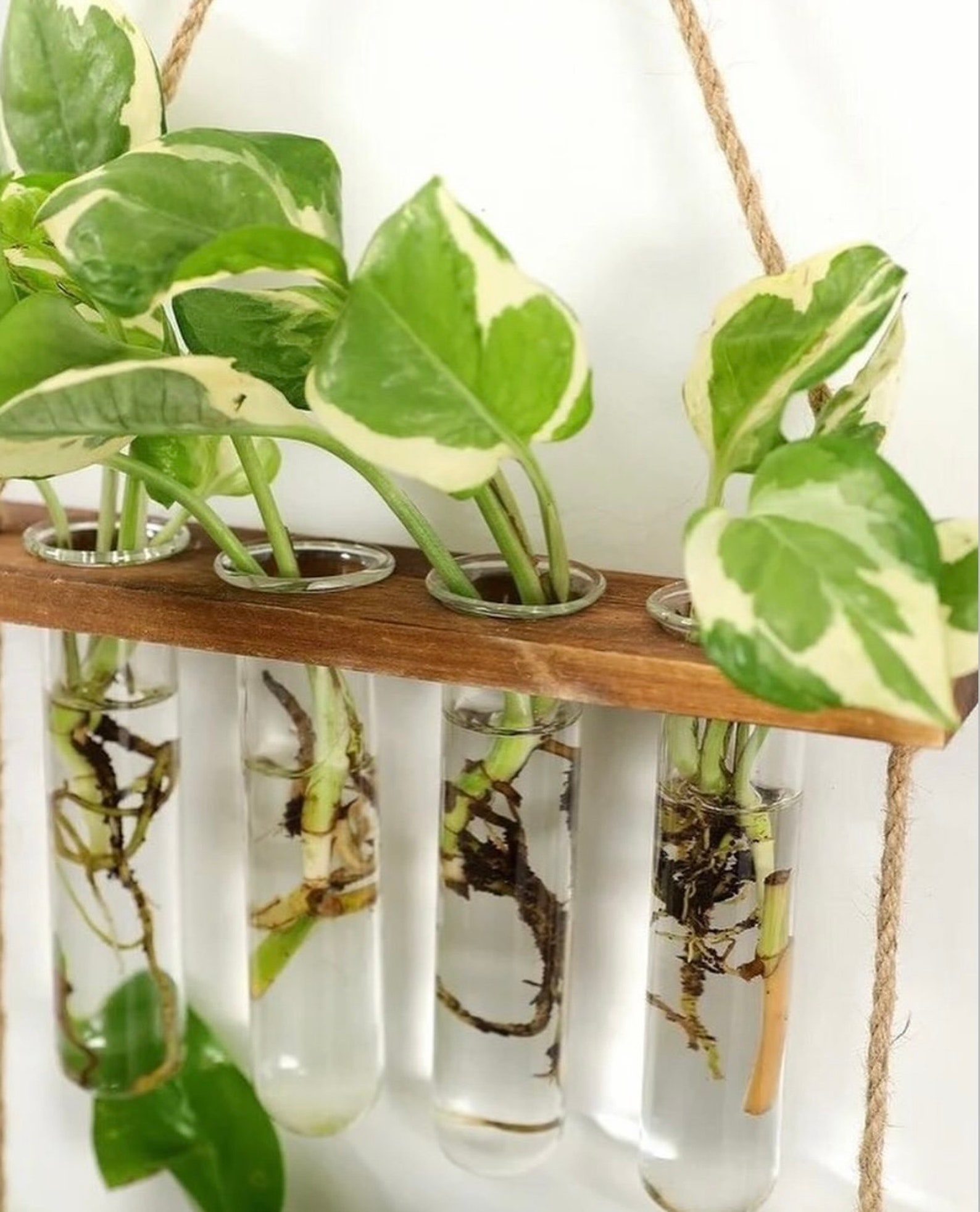 Wall Hanging Test Tube Propagation Station, Glass Planter With Wooden ...