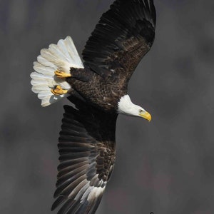 Stampa fotografica di aquila calva in immersione, fotografia di uccelli, arte murale