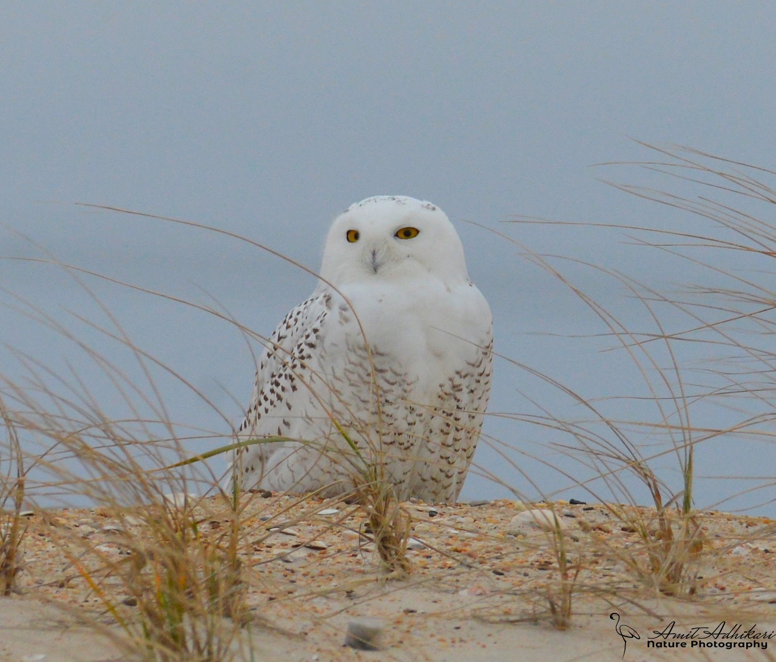 Snowy owl Photo Print, Bird Photography, Wall Art