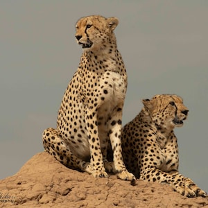 Cheetah Brothers on termite mount Photo Print, Masai Mara, Kenya, Wall Art, Wildlife Photography