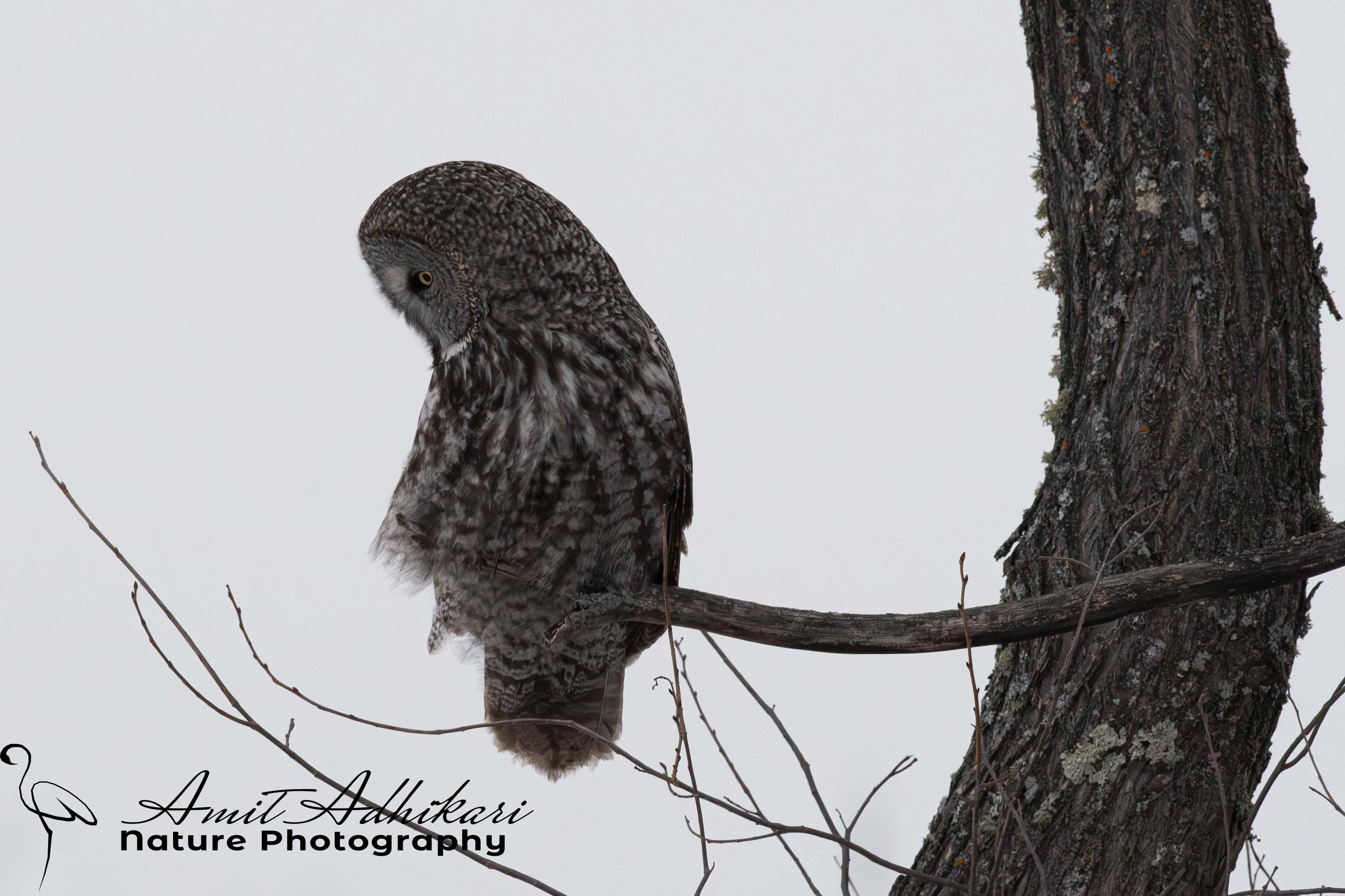 Great Grey Owl Print, Owl Nature Print, Wildlife Photography, Wall Art