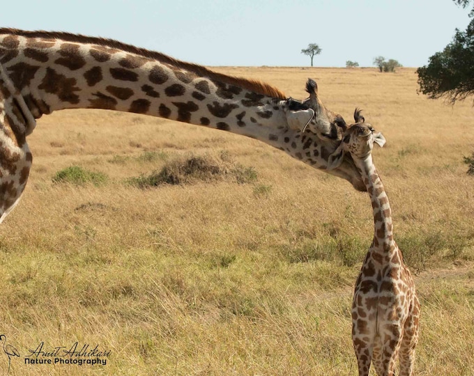 Mom and Baby Giraffe Photo Print, Masai Mara, Kenya, Wildlife Photography, Wall Art