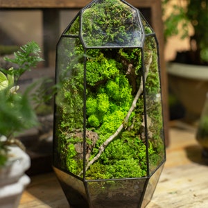 Terrarium bewaard mos, geometrische terrariummosmuur, bemost en boomwortellandschap, terrariumplanten, ecoglas creatief bureaubladdecor