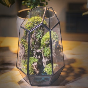 Puede incluir: Un terrario de vidrio geométrico con un marco de metal negro, lleno de musgo verde y rocas. El terrario está sobre una superficie de madera.