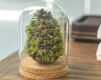 May include: A pine cone covered in green moss is displayed inside a clear glass dome with a cork base.