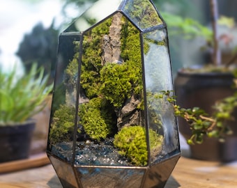 Könnte beinhalten: Ein gläsernes Terrarium in Form eines geometrischen Kristalls, gefüllt mit Moos und kleinen Steinen. Das Terrarium steht auf einer Holzoberfläche.