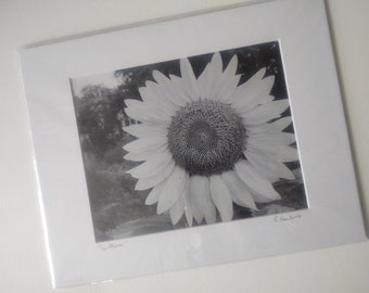 Sunflower - black and white print