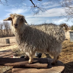 May include: A fluffy white goat with long, curly fur stands on a wooden platform. The goat has a light brown face and large, dark eyes. The goat is standing in a field with trees and a blue sky in the background.