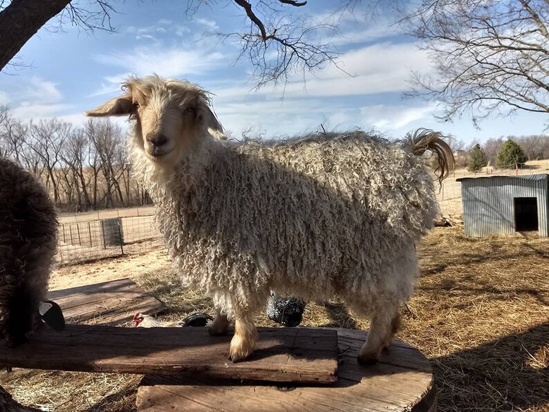 May include: A fluffy white goat with long, curly fur stands on a wooden platform. The goat has a light brown face and large, dark eyes. The goat is standing in a field with trees and a blue sky in the background.