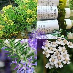 May include: A close-up of three glass bottles with a green liquid inside. The bottles are labeled "Skin Purify" and "Aroma Vedic". The bottles are surrounded by various green plants, including rosemary, yarrow, and blue yarrow.