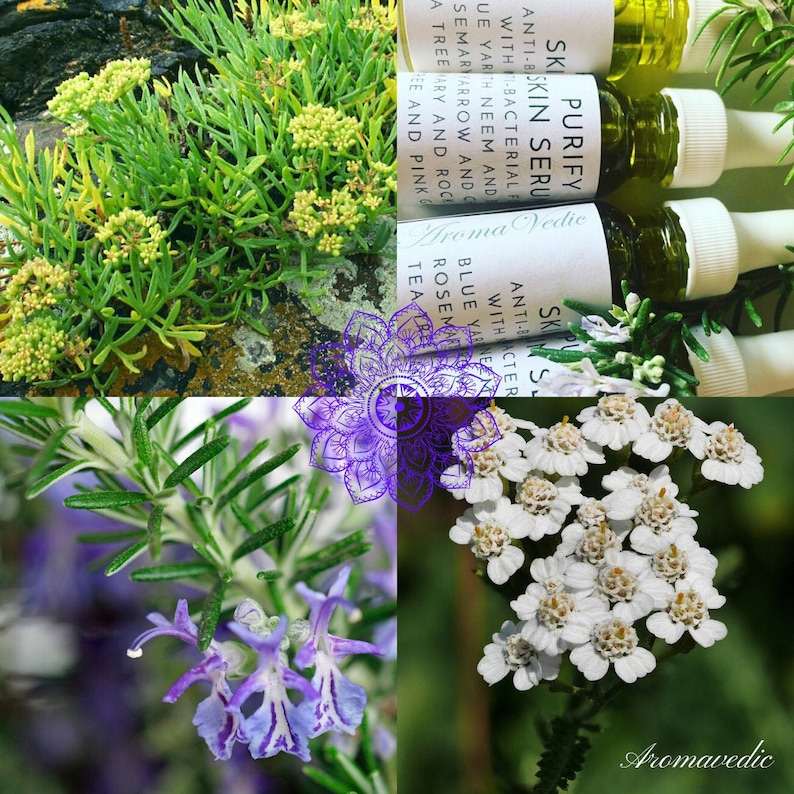 May include: A close-up of three glass bottles with a green liquid inside. The bottles are labeled "Skin Purify" and "Aroma Vedic". The bottles are surrounded by various green plants, including rosemary, yarrow, and blue yarrow.