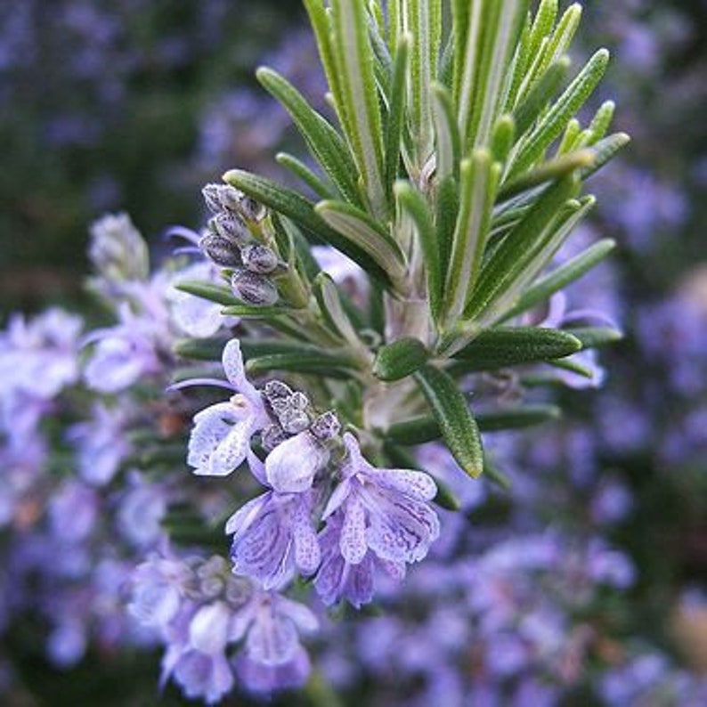 A picture close up shot of a green rosemary twig with blossoming purple flowers. Rosemary essential oil is one of the key ingredients in this formulation for acne-prone skin.